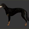Black And Brown Dog Standing On Gray Background With Reflective Floor 3d model