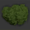 Vibrant Decorative Plant Featuring Lush Green Leaves Unique Twisted Roots And Natural Artistic Design