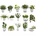 Multiple Potted Green Plants In White Pots With Different Leaf Shapes