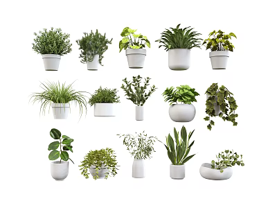 Multiple Potted Green Plants In White Pots With Different Leaf Shapes 3d model