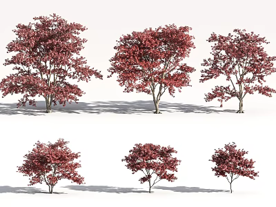 Red Leaf Arbor Varieties With Different Growth Shapes And Natural Shadows 3d model