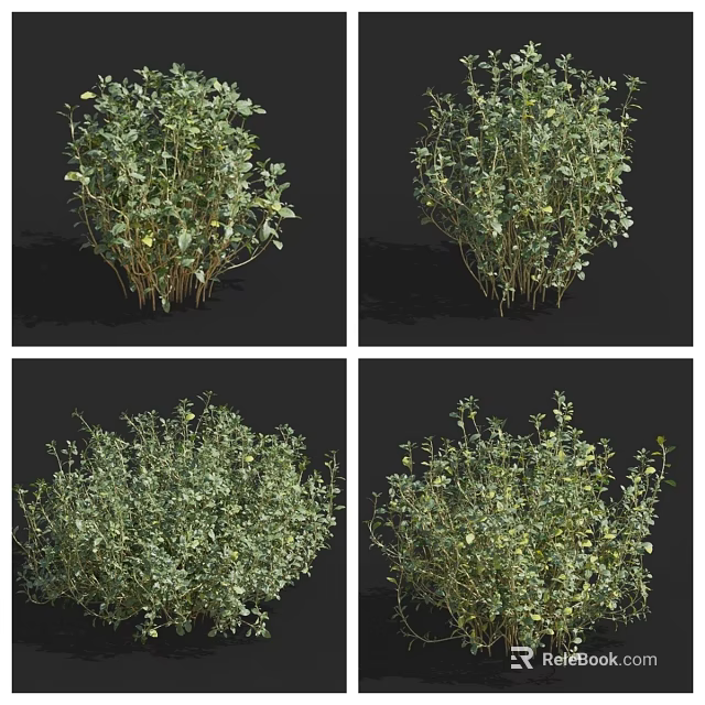 Lush Green Foliage Small Shrubs With Natural Appearance In Multi Angle Views 3d model