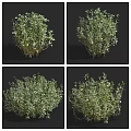 Lush Green Foliage Small Shrubs With Natural Appearance In Multi Angle Views 3d model