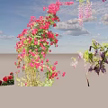 Climbing Vines Adorned With Pink Purple Flowers And Lush Green Leaves