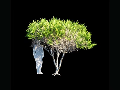 Tall Arbor With Dense Green Foliage And Human Silhouette Against Black Background 3d model