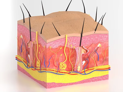 Detailed Skin Cross Section Structure With Layers Hair Follicles And Blood Vessels 3d model