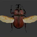 Modern Beetle Dung Beetles 3d model