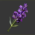 Purple Lavender Bouquet With Green Stem And Leaves On Dark Background
