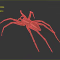 Brown Spider With Long Legs And White Stripe On Dark Background