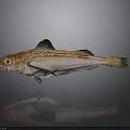 Orange Red Spotted Fish with Black Fins on Gray Background and Reflection