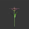 Single Beautiful Pink Lily With Pink Petals Green Stem And Fresh Leaves