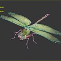 Green Dragonfly With Yellow Transparent Spread Wings And Green Body On Dark Background 3d model