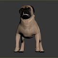 Light Brown Pug Standing with Wrinkled Skin and Black Ears on Grey Background Reflective Floor