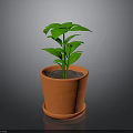 Green Potted Plant With Fresh Leaves In Orange Terracotta Pot And Saucer