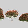 Ornamental Garden Shrubs With Orange Red And Green Foliage In Three Different Shapes