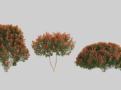 Ornamental Garden Shrubs With Orange Red And Green Foliage In Three Different Shapes 3d model
