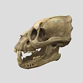 Animal Skull Skeleton With Sharp Canine Teeth And Anatomical Bone Structure 3d model