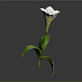 Fresh White Flower With Green Leaves And Delicate Petals On Gray Background