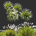 Decorative Ornamental Grass with Green Foliage and White Plumes for Garden Landscaping