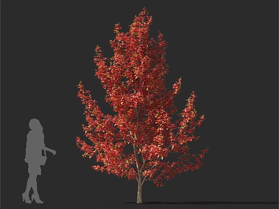 Red Leaf Tree Featuring Silhouette of a Person Against Dark Background 3d model