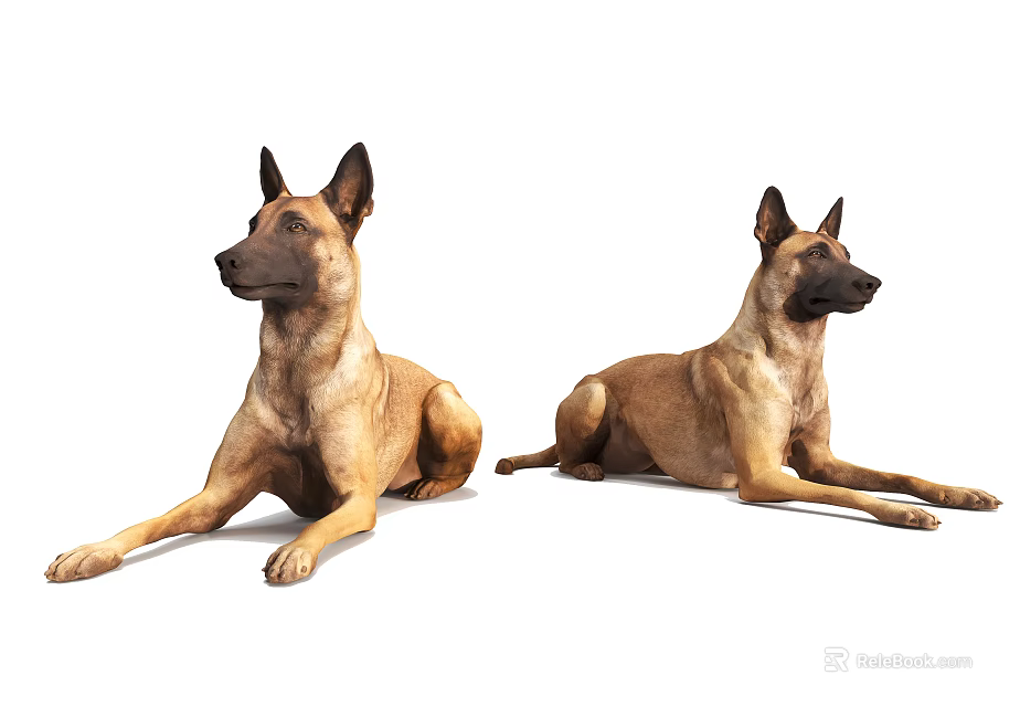 Two Brown Reptile Lizards Sitting Calmly On White Background Surface 3d model 