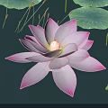 Vibrant Pink And Yellow Lotus Flower With Green Lily Pads And Reflection On Water