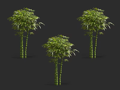 Lush Green Bamboo Plants With Tall Stems And Fresh Leaves In Natural Setting 3d model