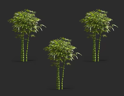 Lush Green Bamboo Plants With Tall Stems And Fresh Leaves In Natural Setting 3d model