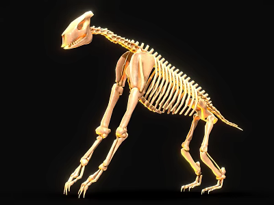 Light Colored Quadruped Mammal Skeleton On Black Background With Yellow Lighting Highlights 3d model