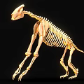 Light Colored Quadruped Mammal Skeleton On Black Background With Yellow Lighting Highlights