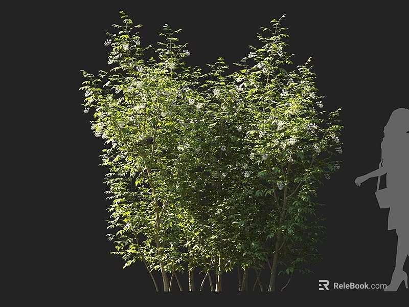 Lush Flowering Shrub With Green Leaves And White Blossoms And Human Silhouette For Scale 3d model 