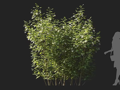 Lush Flowering Shrub With Green Leaves And White Blossoms And Human Silhouette For Scale 3d model