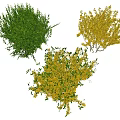 Green and Yellow Ornamental Bushes with Vibrant Foliage for Garden Landscaping