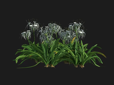 Beautiful Green Plants with White Flowers and Slender Petals on Dark Background 3d model