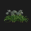 Beautiful Green Plants with White Flowers and Slender Petals on Dark Background