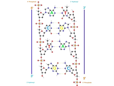 DNA Double Helix Nucleotides 3d model DNA Double Helix Nucleotides 3d model