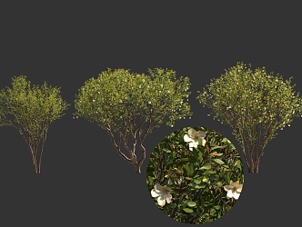 Pomegranate Flower Tree Landscape Sick Chinese Style National Style Ancient Tree Pond Street Tree 3d model