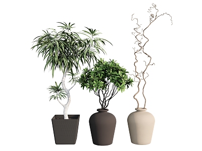 plant combination tree potted 3d model