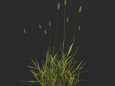Fresh Lush Green Grass Plant With Long Slender Stems Small Spikelet Flowers And Foliage 3d model