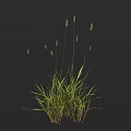 Fresh Lush Green Grass Plant With Long Slender Stems Small Spikelet Flowers And Foliage