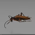 Beetle With Brown And Orange Body And Long Antennae On Dark Background