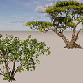 Arbor Trees Showcasing Lush Green Foliage and Unique Trunk Shapes
