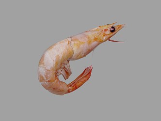 Modern Shrimp Seafood 3d model