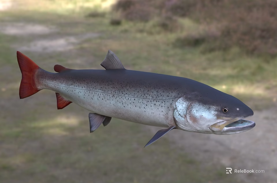 Silver Body Salmon With Red Fins Swimming In Natural Freshwater Habitat 3d model 