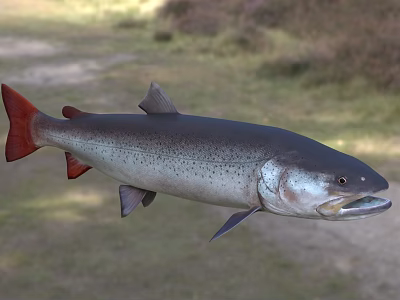 Silver Body Salmon With Red Fins Swimming In Natural Freshwater Habitat 3d model