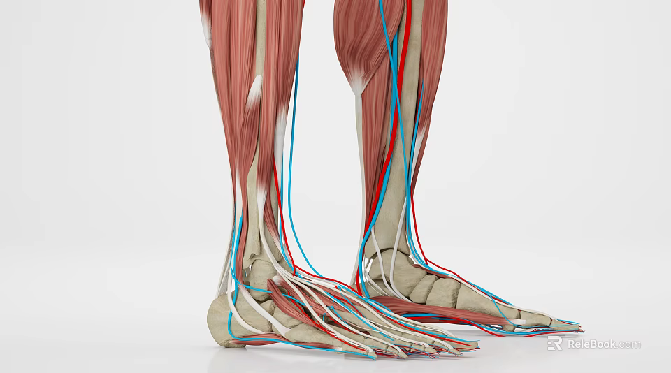 Detailed Medical Anatomical Model Of Human Leg Muscles And Vessels 3d model 