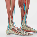 Detailed Medical Anatomical Model Of Human Leg Muscles And Vessels