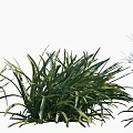 Decorative Green Plants Featuring White Slender Petals and Lush Leaves in Different States