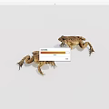 Two Realistic Brown Toads in Natural Posture on White Background