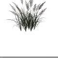 Ornamental Grass with Green Foliage Plumed Pinkish Top Height Up to 75cm for Garden Decoration
